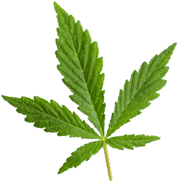 https://nhsof.com/wp-content/uploads/2018/12/marijuana_leaf-1.png